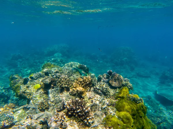 Undervattenslandskap med Parrotfish och korallrev. Tropiska havs Strands djur undervattensfoto. — Stockfoto