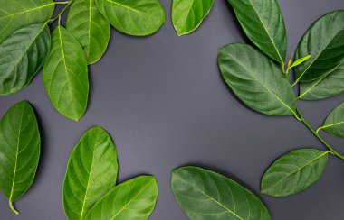 Siyah arka planda yeşil yapraklar. Yaz yaprakları çelenk düz yatıyordu. Merkezinde kopya alanı ile yeşil ağaç yaprağı çerçeve.