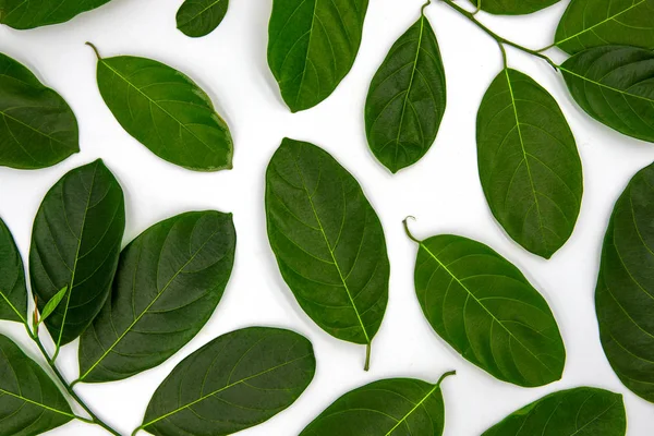 Green leaf ornament on white background. Summer leaf decoration top view photo. Elegant natural backdrop.