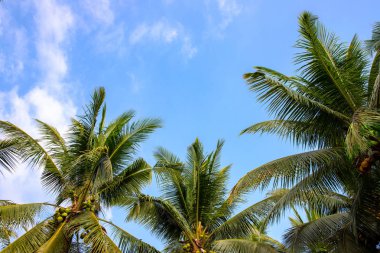 Mavi gökyüzünde coco palmiye yaprağı. Skyscape üzerinde kabarık palmiye yaprağı çerçeve. Metin yeri ile tropikal ada afiş şablonu.