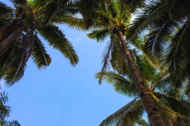 Mavi gökyüzünde coco palmiye yaprağı. Skyscape palmiye yaprağı çerçeve. Metin yeri ile tropikal ada afiş şablonu.