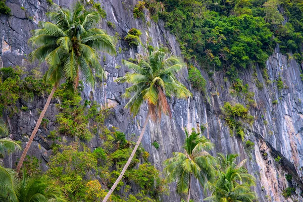 Coco palm trees on grey cliff background. Philippine island Palawan nature. Summer travel destination. — Stock Photo, Image