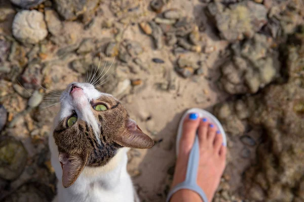 Kocour se díval do kamery s ženskou nohou. Kočka na nohou na fotografii. Roztomilé bílé hnědé kotě se zeleným okem — Stock fotografie