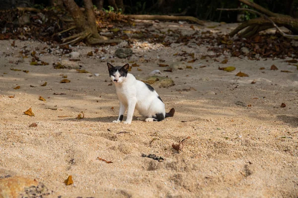 Белая черная кошка на пляже с желтым песком. Бездомный кот на тропическом острове. Инвазивные виды в Азии. Короткохвостая азиатская кошечка — стоковое фото