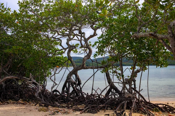 Los árboles de manglar en la playa de arena amarilla por el mar quieto. Paisaje de costa de isla tropical. Raíz y hoja de manglar . —  Fotos de Stock