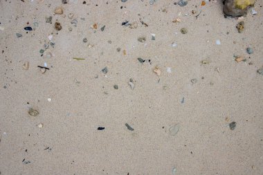 Kabuklu beyaz kum. Sahildeki kumsal dokusu. Okyanus kıyısı manzaralı fotoğraf. Deniz kenarındaki doğal zemin