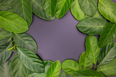 Siyah arka plan üzerinde merkezinde metin yeri ile yeşil yaprak kompozisyon. Yaz yaprak çerçeve üst görünüm fotoğraf