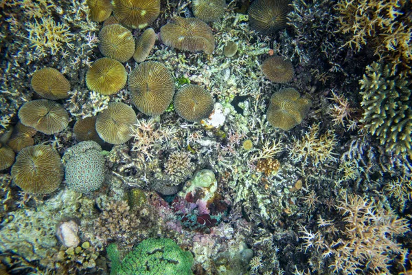 Vista superior do fundo do mar com corais e animais marinhos. Alívio de recife de coral vista superior foto fundo. Textura de coral diversa — Fotografia de Stock