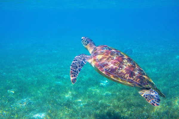 Sea turtle by water surface. Olive green turtle underwater photo. Beautiful marine animal in natural environment — Stock Photo, Image