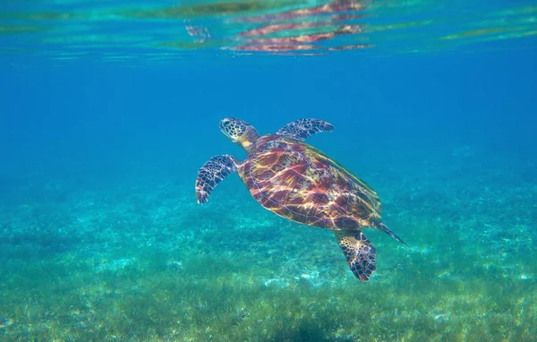 Tartaruga marinha em águas rasas de lagoa tropical. Tartaruga verde foto subaquática. Espécies ameaçadas de recifes de coral — Fotografia de Stock