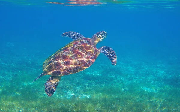 Морская черепаха в зеленых водорослях тропической лагуны. Зеленая черепаха под водой фото. Дикие морские животные в естественной среде — стоковое фото