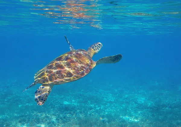 Tartaruga marinha pela superfície da água. Tartaruga verde foto subaquática. Animal marinho selvagem em ambiente natural . — Fotografia de Stock