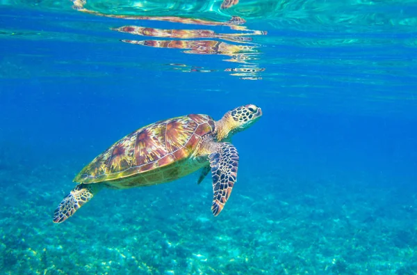 Güneş ışığında deniz kaplumbağası. Tropikal lagün Yeşil kaplumbağa sualtı fotoğrafı. Doğal ortamda vahşi deniz hayvanı. — Stok fotoğraf