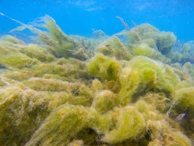 Tropikal deniz kıyısında yeşil deniz yosunu sualtı fotoğraf. Mercan resifindeki kabarık deniz bitkisi. Fitoplankton denizaltı.