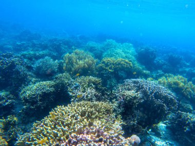Tropikal balık ve mercan resifi ile sualtı manzara. Mavi deniz suyunda mercan bahçesi. Vahşi doğada deniz hayvanı