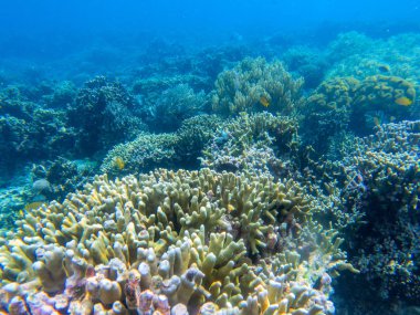Tropikal balık ve mercan resifi ile sualtı manzara. Deniz dibinde mercan dokusu. Vahşi doğada deniz hayvanı
