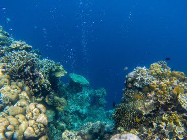 Tropikal balık ve mercan resifi ile sualtı manzara. Mercan duvarı ve derin mavi bir labirent. Vahşi doğada deniz hayvanı