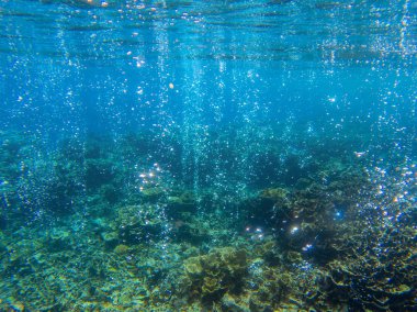 Tropikal balık ve mercan resifi ile sualtı manzara. Deniz dibinden köpüklü oksijen kabarcıkları. Deniz hayvanı yaban hayatı.