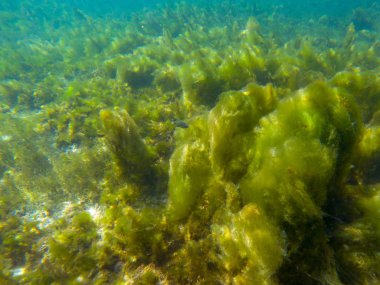 Deniz bitkileri üzerinde yosun, tropikal deniz kıyısı sualtı fotoğrafı. Mercan resifindeki yosunlu bitki. Fitoplankton denizaltı