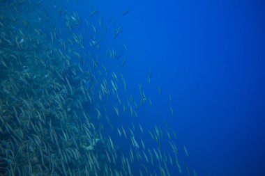 Mavi okyanusta deniz sardalya okulu. Deniz balığı sualtı fotoğrafı. Pelajik balık kolonisi atlıkarınca deniz suyunda. Uskumru sürüsü.
