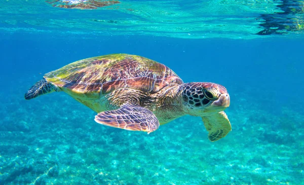 열대 바다의 푸른 물에 귀여운 바다 거북. 녹색 거북이 수중 사진입니다. 자연 환경에서 야생 해양 동물 — 스톡 사진