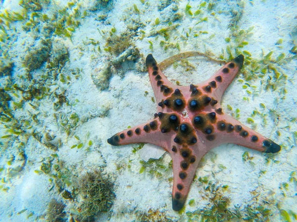 Oranžová hvězdice se sráže na písčitém mořském dně. Podvodní fotografie hvězdných ryb v tropickém pobřeží. Exotická ostrovní pláž — Stock fotografie