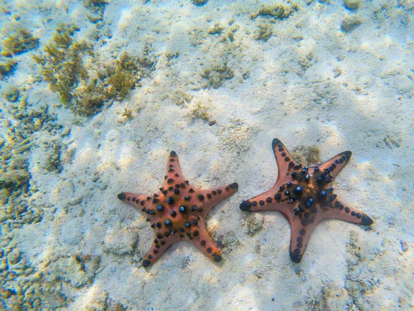 Пара апельсиновых морских звёзд на песчаном дне. Подводное фото звездных рыб на тропическом побережье. Экзотический пляж острова — стоковое фото