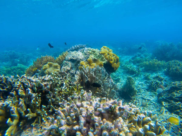 Unterwasserlandschaft mit tropischen Fischen und Korallenriffen. Diverse Korallen in blauem Meerwasser. Meerestiere in freier Natur — Stockfoto