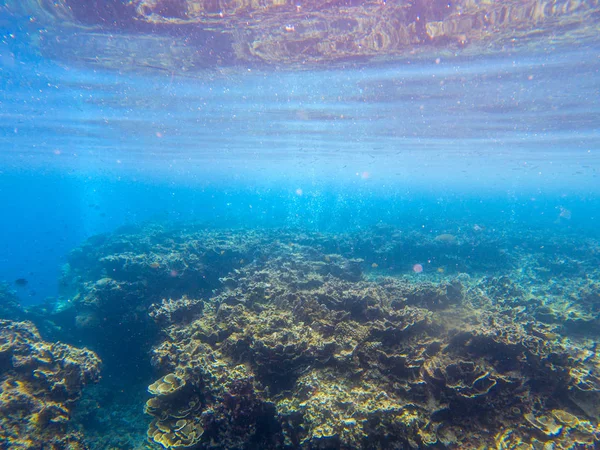 Podvodní krajina s tropickými rybami a korálovými útesy. Korálová úleva v modré mořské vodě. Mořské zvíře v divoké přírodě — Stock fotografie
