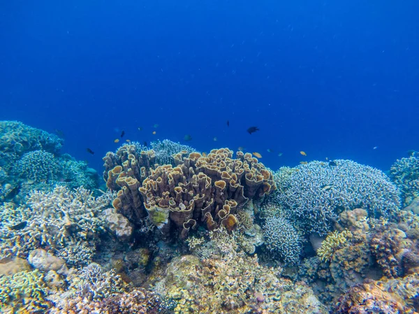 水下景观与热带鱼类和珊瑚礁。蓝色海水中的天然珊瑚。野生自然动物 — 图库照片