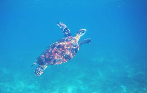 Tartaruga marinha em água do mar azul. Tartaruga verde foto subaquática. Animal marinho selvagem em ambiente natural — Fotografia de Stock