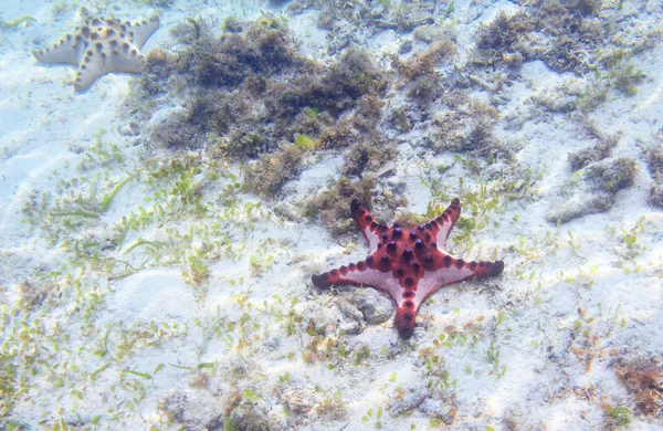 Red starfish on sea shore with seagrass. Underwater photo of star fish in tropical seashore. Exotic island beach