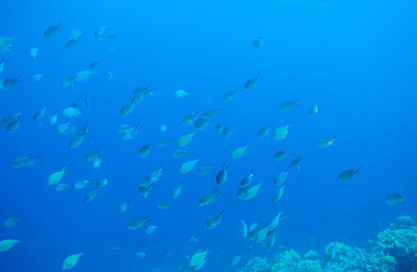 Trópusi halak kék tengervízben. Korallzátony halak iskola víz alatti fotó. Trópusi tengeri búvárkodás vagy búvárbanner sablon — Stock Fotó