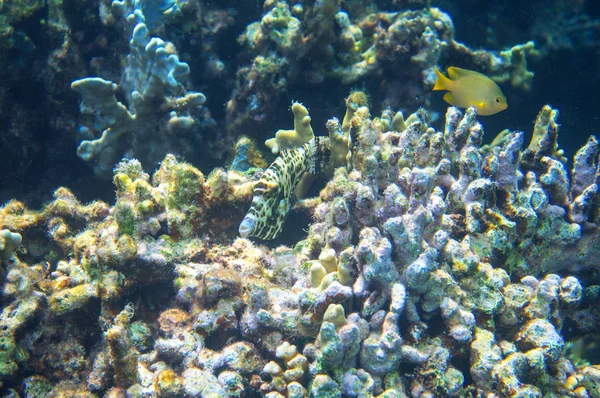 Pesci tropicali nella barriera corallina foto subacquea. Pesce corallo in ambiente naturale. Pesce corallo sottomarino . — Foto Stock