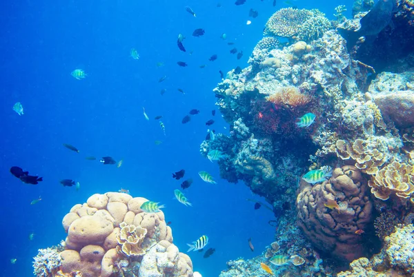 Підводний пейзаж з тропічною рибою та кораловим рифом. Яскраві корали у блакитній воді. Морські тварини в дикій природі . — стокове фото