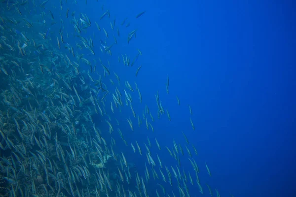 Zee sardine school in de blauwe oceaan. Seafish onderwater foto. Pelagische viskolonie carrousel in zeewater. Makreel Shoal. — Stockfoto