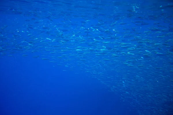 Kleine sardine school in de blauwe oceaan. Seafish onderwater foto. Pelagische viskolonie carrousel in zeewater. Makreel Shoal. — Stockfoto