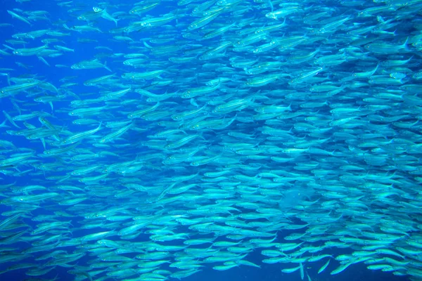 Sardine school closeup in blue water. Seafish underwater photo. Pelagic fish colony carousel in seawater. — Stock Photo, Image