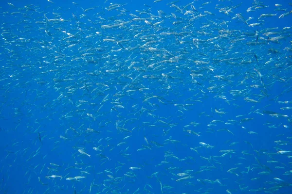 Морская сардина в голубой воде тропического моря. Морская рыба подводное фото. Колония пелагических рыб в морской воде. Макерель-Шол — стоковое фото