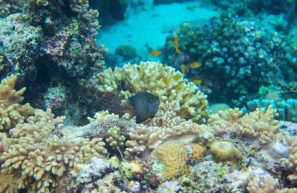 Black dascillus in coral reef underwater photo. Tropical fish in natural environment. Coral fish undersea — Stock Photo, Image