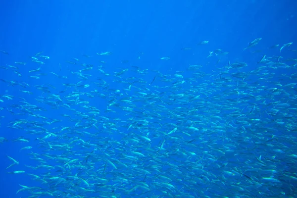 Sardine vist in blauw zeewater. Zeevis onderwater foto. Pelagische viskolonie carrousel in zeewater. Makreelschool — Stockfoto