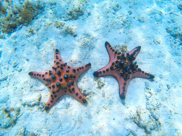 Две оранжевые морские звезды на пляже с белым песком под водой. Звездные рыбы на тропическом побережье. Экзотический пляж острова под водой — стоковое фото