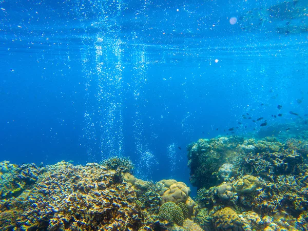 Κοραλλιογενής υφάλου με τροπικά ψάρια και φυσαλίδες αέρα. Φυσαλίδες οξυγόνου στο μπλε θαλασσινό νερό. Θαλάσσια ζώα σε άγρια φύση — Φωτογραφία Αρχείου