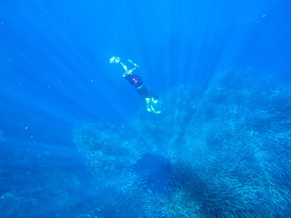 Snorkel dive to sardine fish school. Huge colony of pelagic fish in open water of tropical sea. Freediver making photo underwater