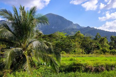 Güneşli bir günde yeşillik ve dağ ile tropikal manzara. Yeşil çim alanı ve coco palmiye ağacı ile tropikal doğa