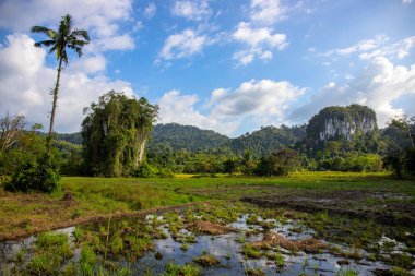 Güneşli bir günde yeşillik ve dağlar ile tropikal manzara. Güney Asya seyahat fotoğrafı. Yeşil pirinç tarlası ile tropikal doğa