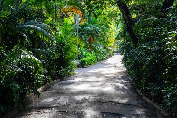 Jardín tropical y sendero soleado. Floreciente naturaleza exótica en el parque público. Zona recreativa de la ciudad asiática. Palmera y planta tropical follaje verde —  Fotos de Stock