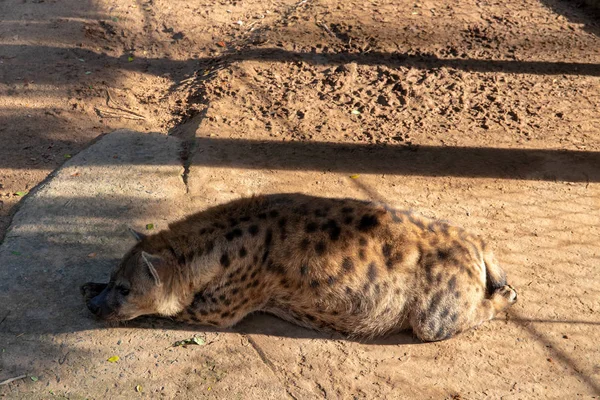 Pregnant hyena sleeping on sunny enclosure. Animal welfare in zoo. African predator or scavenger animal.