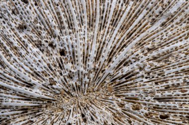 Deniz mercan desenli makro fotoğraf. Çnidaryan yapısı yaklaşıyor. Deniz kenarı dekorasyonu için doğal doku. Sualtı nesne dokusu