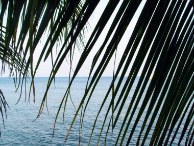 Bulutlu bir günde deniz manzarası üzerinde palmiye yaprağı. Tarafsız deniz kenarı soyut fotoğrafı. Tropik deniz kenarı geçmişi.